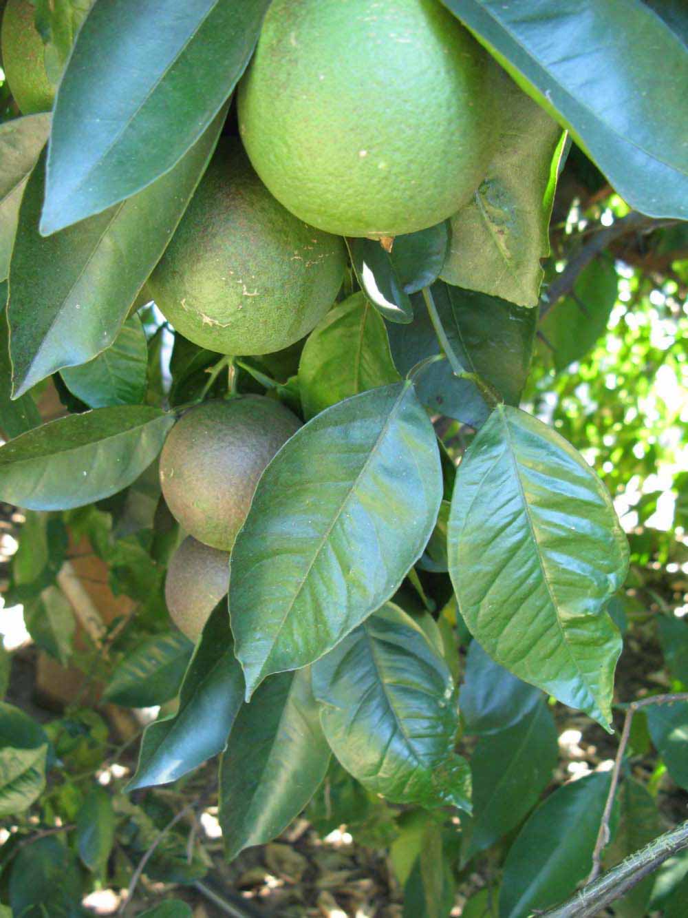              Shade leaves (Winter Haven, FL)       